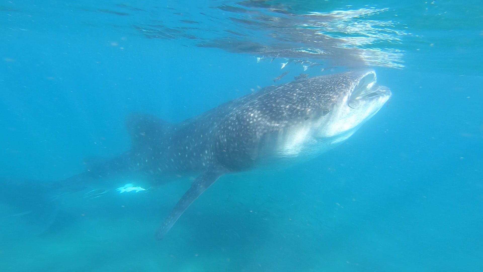 swim with whale sharks in la paz