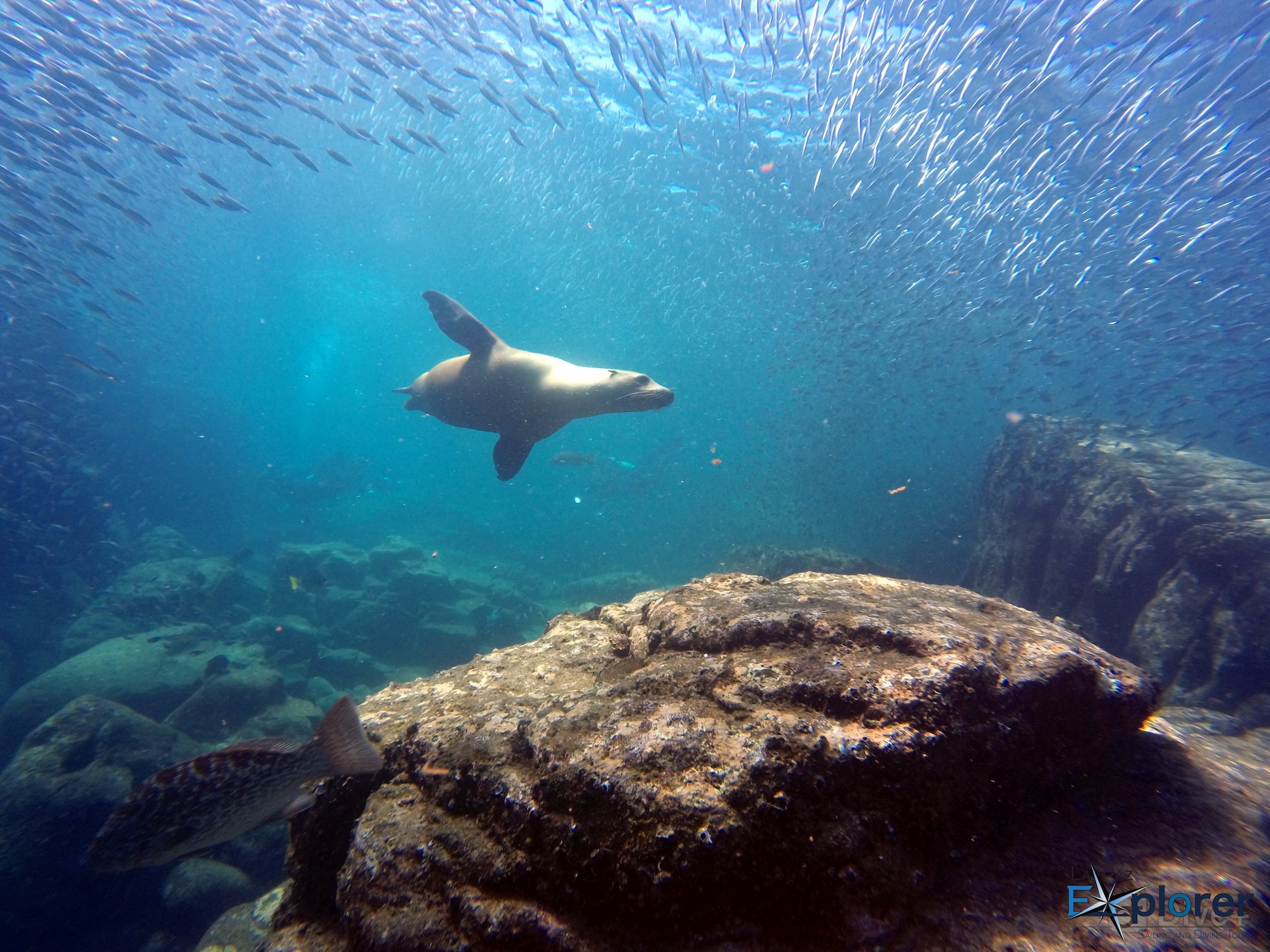 scuba diving la paz sea lions