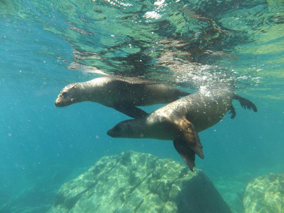 nadando con leones marinos en La Paz