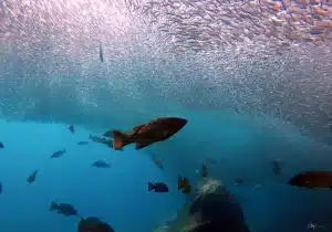 contact la paz explorer to book