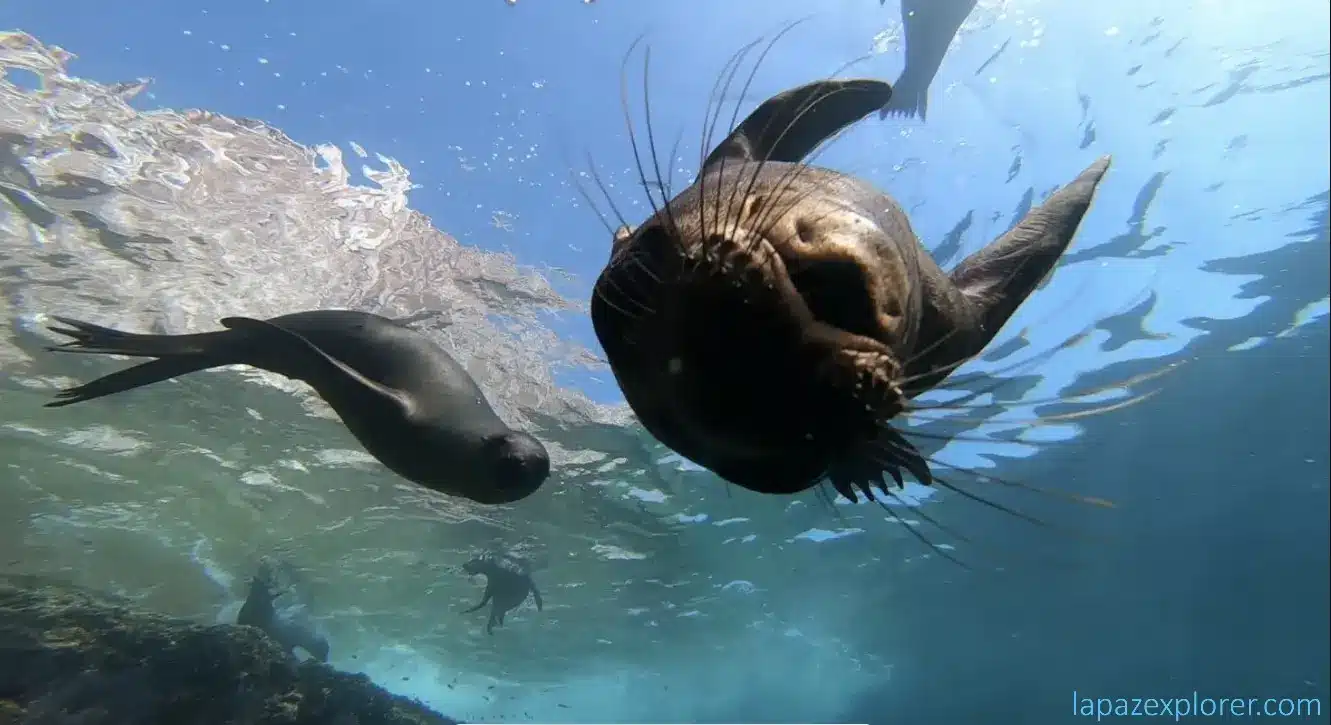la paz diving with sea lions