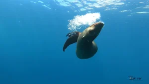 LA PAZ DIVING