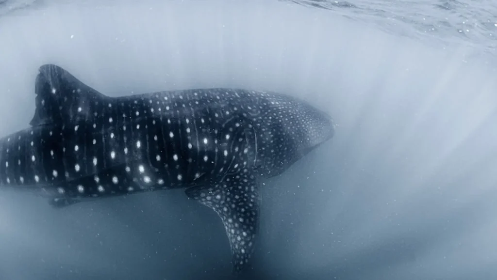 swimming with whale sharks in la paz