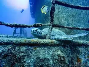 Turtle resting at Fang Ming wreck, wreck diving