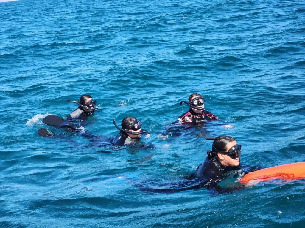 whale shark swimming tour whale shark swimming tour in la paz